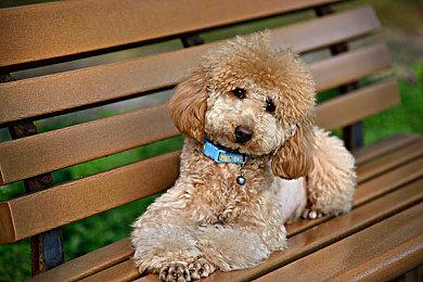 《幻灵降世录：女巫的面纱》11＆5推出抢先体验版